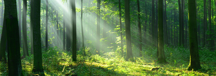 Duurzaam en energiezuinig | FAKRO \'t mooiste licht